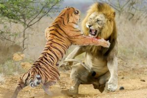 King Lion vs Tİger Real Fight to Death | Animal wars on the African grasslands!