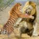 King Lion vs Tİger Real Fight to Death | Animal wars on the African grasslands!