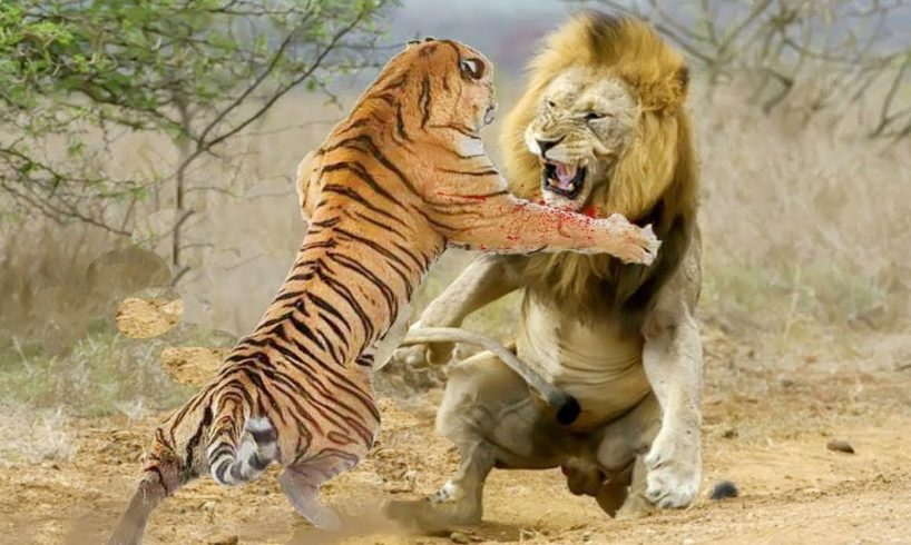 King Lion vs Tİger Real Fight to Death | Animal wars on the African grasslands!