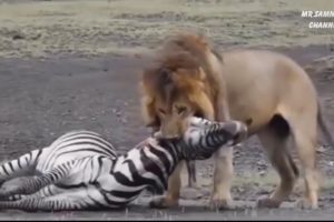 King Tiger vs Zebro 2018 - Amazing Lion vs Zebra Animals Attacks Fight