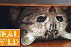 Kitten Playing Hide And Seek | Baby Animals In Our World | Real Wild