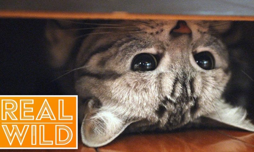 Kitten Playing Hide And Seek | Baby Animals In Our World | Real Wild