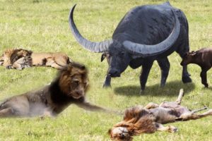 [LIVE] Lion King Defeated By The Strong Buffalos | Wild Animals Ultimate Fights