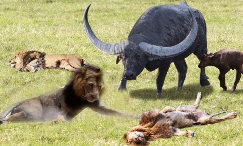 [LIVE] Lion King Defeated By The Strong Buffalos | Wild Animals Ultimate Fights
