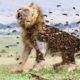 [LIVE] Most Amazing Moments Of Wild Animal Fights | Crocodile,Tiger, Lion, Leopard, Elephant, Python