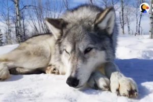 LIVE: Rescued Wolf Dogs at Yamnuska Wolfdog Sanctuary | The Dodo