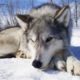 LIVE: Rescued Wolf Dogs at Yamnuska Wolfdog Sanctuary | The Dodo