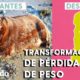 Las 5 mejores transformaciones de pérdida de peso de perros | El Dodo
