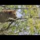 Leopard VS Monkey  Real Fight On Tree! Powerful Fight Must watch