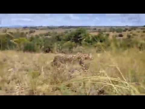 Leopard vs Big Python Snake Real Fight | Leopard Wild Big Battle - Most Amazing Wild Animal Attacks