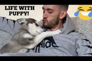 Life With Husky Puppy! [CUTEST VIDEO EVER!]