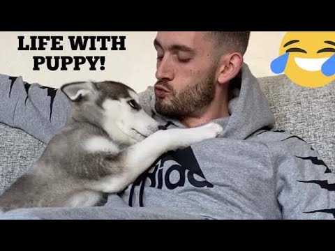 Life With Husky Puppy! [CUTEST VIDEO EVER!]