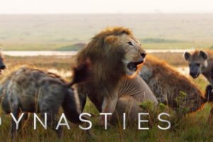 Lion Attacked by Pack of Hyenas | Dynasties | BBC Earth