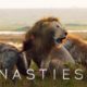 Lion Attacked by Pack of Hyenas | Dynasties | BBC Earth