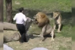 Lion Attacks Man! Caught On Camera! | Near Death Captured Gro Pro and Camera Part 17 (FailForceOne)