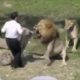 Lion Attacks Man! Caught On Camera! | Near Death Captured Gro Pro and Camera Part 17 (FailForceOne)