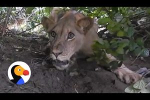 Lion Caught In Trap Gets Rescued | The Dodo