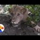 Lion Caught In Trap Gets Rescued | The Dodo