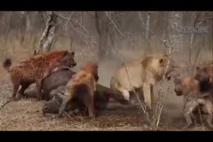 Lion Run Into The Water To Escape From Hyenas Attack