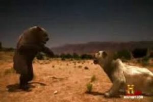 Lion vs Bear Real Fights to Death | Animal Fight | Amazing Must Watch