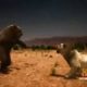 Lion vs Bear Real Fights to Death | Animal Fight | Amazing Must Watch
