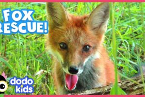 Little Fox Learns To Walk Again | Animal Videos For Kids | Dodo Kids: Rescued!