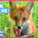 Little Fox Learns To Walk Again | Animal Videos For Kids | Dodo Kids: Rescued!