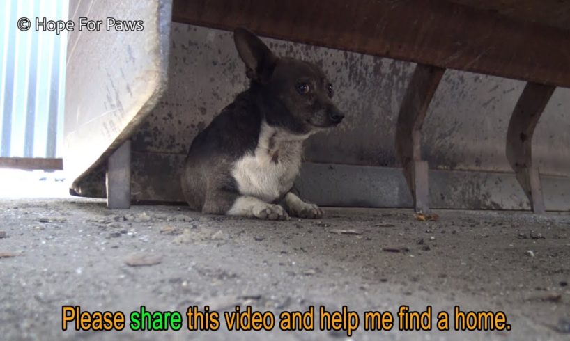 Little Hugo was attacked by dogs and finally gets rescued by Hope For Paws