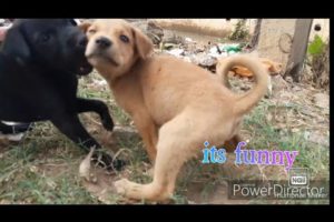 Little cute puppies playing with each other