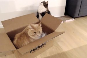 Live:Siberian cats having fun in a box, playing and jumping