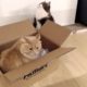 Live:Siberian cats having fun in a box, playing and jumping