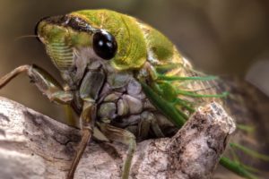 Loudest Animals on Earth