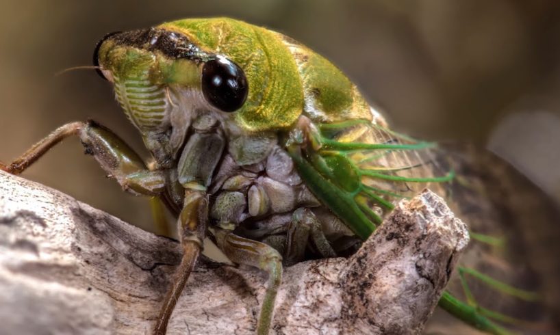 Loudest Animals on Earth