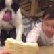 [Loving Pets] Dogs and Babies playing together ??? - Compilation #3