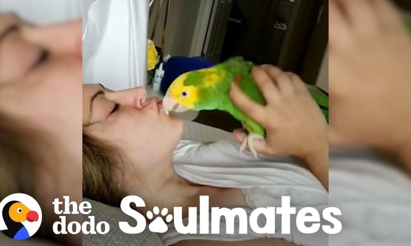 Loyal Parrot Is His Mom's Lifetime Companion | The Dodo Soulmates