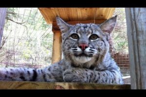 MAX - Rescued "Pet" Bobcat