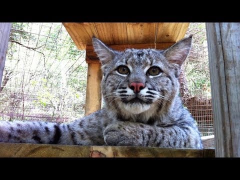 MAX - Rescued "Pet" Bobcat