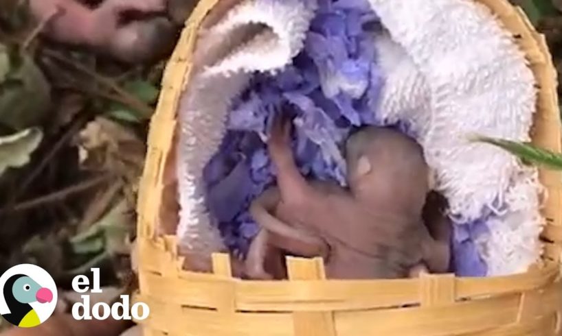 Mamá ardilla corre de lado a lado para salvar a cada uno de sus bebés | El Dodo