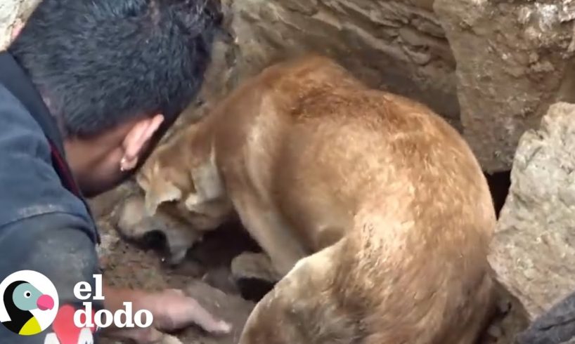 Mamá perra hace todo lo imposible por salvar a sus cachorros | El Dodo
