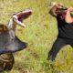 Man Rescues Pig From Snake Python Hunting - Humans Saved Pig From Giant Hungry Python Attack