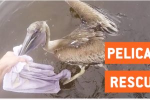 Man Saves Pelican Trapped in Fishing Wire | Animal Rescue