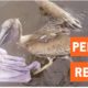 Man Saves Pelican Trapped in Fishing Wire | Animal Rescue