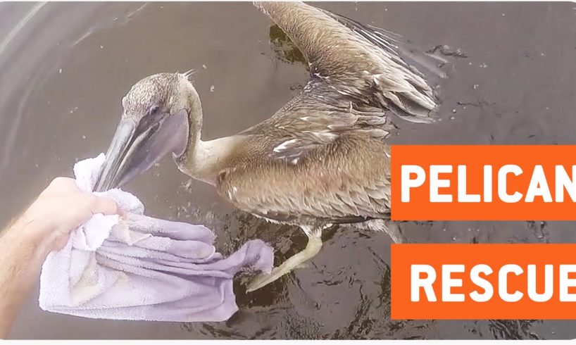 Man Saves Pelican Trapped in Fishing Wire | Animal Rescue