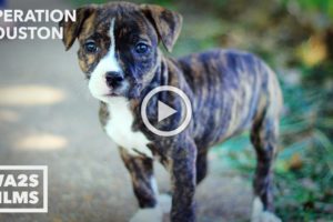 Man Steals Pit Bull Puppy From Houston SPCA & You Won't Believe Why! Scenes From RUFF LIFE Movie