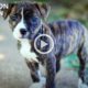 Man Steals Pit Bull Puppy From Houston SPCA & You Won't Believe Why! Scenes From RUFF LIFE Movie