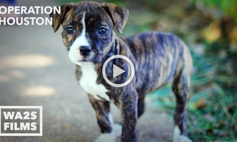 Man Steals Pit Bull Puppy From Houston SPCA & You Won't Believe Why! Scenes From RUFF LIFE Movie