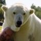 Man cuddles polar bear - Animal Odd Couples: Episode 2 Preview - BBC One
