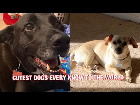 Meet The Cutest Puppies Ever To Exist!