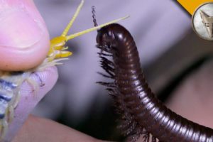 Millipede vs Centipede!