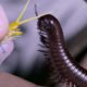 Millipede vs Centipede!